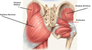 Diagram of the hip muscles, specifically showing the gluteus maximus and gluteus medius, muscles that are important in the game of golf. These muscles are involved in hip rotation and are critical for hip mobility.