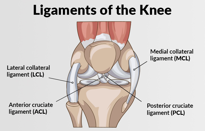 Picture showing the ligaments of the knee. The lateral collateral ligament, anterior cruciate ligament, medial collateral ligament, and posterior cruciate ligament are shown.